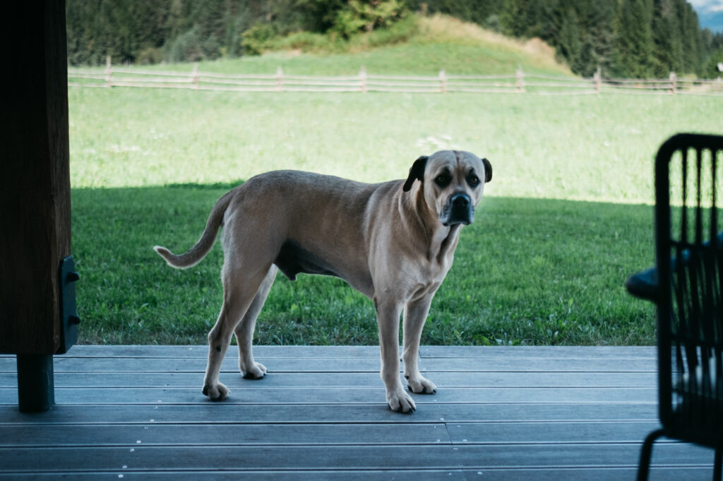 Gamsalm Ehrwald Hochzeit