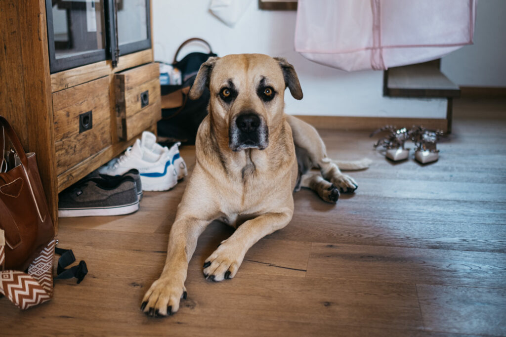 Gamsalm Ehrwald Hochzeit